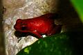 oophaga pumilio almirante